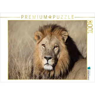 CALVENDO Puzzle Löwen – Pascha 1000 Teile Puzzle quer | Lege-Größe cm Foto-Puzzle für glückliche Stunden
