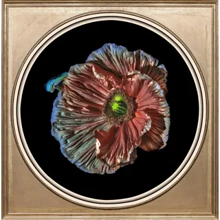 queence Acrylglasbild "Blüte" Blumen  Blumenbilder  Kunst  Pflanzen  Pflanzenbilder Fine Art-Print in Galeriequalität, farbe bild(er): bunt