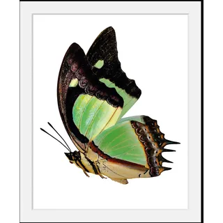 Bild QUEENCE "Charly", grün (farbe rahmen: schwarz, farbe bild(er): grün), B:50cm H:70cm, Acrylglas, Holz, Papier, Bilder, Bild, HD Premium Poster-Druck inkl. Holzrahmen