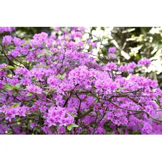 Rhododendron 'Praecox', frühblühend, lila, 20–25 cm