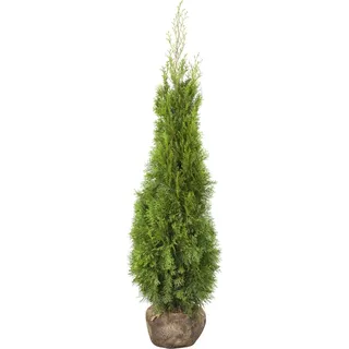 Lebensbaum Smaragd Set à 30 Stück Höhe ca. 100 - 120 cm Ballenware Thuja