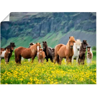 Artland Wandbild »Isländische Pferde VII« Haustiere 1 Stk. tlg. als Leinwandbild, Poster, Wandaufkleber in verschied. Größen, grün