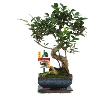Bonsai Chinesischer Feigenbaum - Ficus retusa - ca. 6 Jahre - Grün