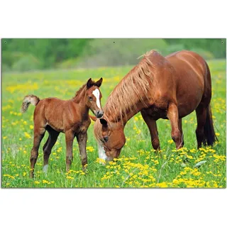 Wallario Outdoor-Poster für Garten oder Balkon, Motiv Pferde auf der Koppel, in ca. 61 x 91,50 cm - Grün