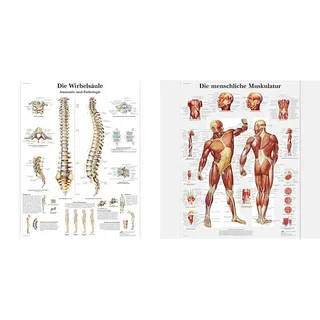 3B Scientific Lehrtafel laminiert - Die menschliche Wirbelsäule & Lehrtafel laminiert - Die menschliche Muskulatur