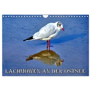 Lachmöwen an der Ostsee (Wandkalender 2026 DIN A4 quer), CALVENDO Monatskalender: Möwen am Strand der Ostseeinsel Usedom (CALVENDO Tiere)