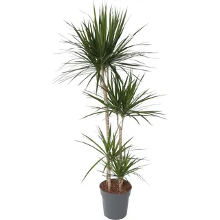 Drachenbaum - Dracaena marginata - Höhe 150-160cm - ⌀27cm - Grün