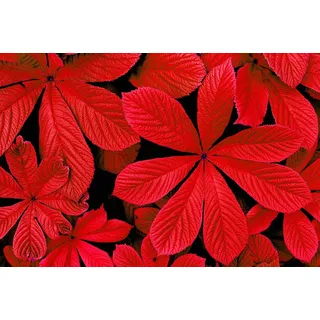 Papermoon Fototapete »ROTE HERBST-BLÄTTER-BLUME DEKOR MUSTER PFLANZE ORCHIDEE«, bunt