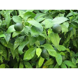 Persische Limette Citrus latifolia 120-140cm - Tahiti-Limette für Garten & Küche