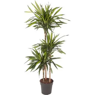 Drachenbaum Dracaena Riki Ø24cm Zimmerpflanze 140cm