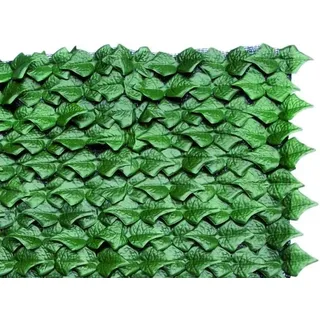 Immergrüne Hecke Vigor Efeu Mit Schatten 1 X3 M