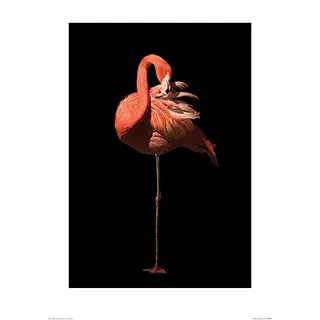 Marina Cano "Flamingo II 50 x 70cm Kunstdruck