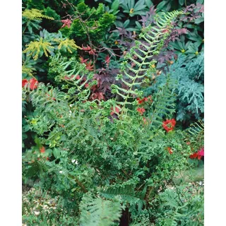 Dryopteris affinis 'Cristata The King', Farn, ca. 9x9 cm Topf