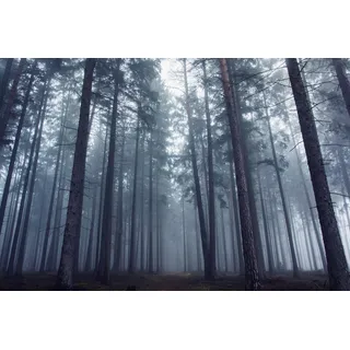 Papermoon "Photo-Art DAVID CHAROUZ, GEHEIMNISVOLLER NEBLIGER WALD", bunt,