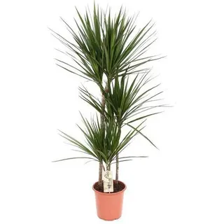 Drachenbaum Dracaena marginata Ø21cm 120cm pflegeleichte Zimmerpflanze Stylisch