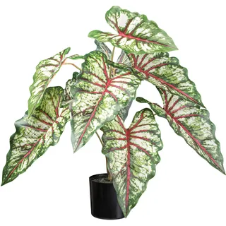 Creativ green Künstliche Zimmerpflanze »Syngonium« mit außergewöhnlichem Blattwerk, grün