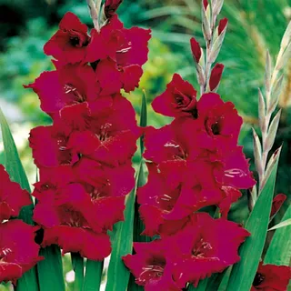 Gladiole Blumenzwiebeln Gladiolus Schwertblume Siegwurze Plum Tart 5 St. - Rot