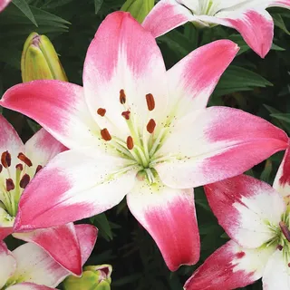 Lilien Blumenzwiebeln Zwiebeln Blumen Zweifarbige Asiatische Lilie Lollypop 1 St