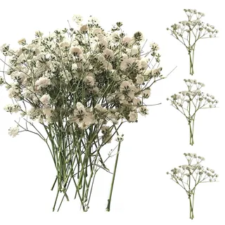 SURALIN 50 Stück weißer Schleierkraut Getrocknet Echtes Natürliches, Trocken Gepresste Blumen Trockenblumen Schleierkraut Kunst, DIY Herstellung von Hochzeitskarten