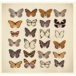 Ian Winstanley 'Schmetterling Sammlung' montiert Drucken,40 x 40 cm