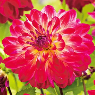 Dahlie Knolle Blüten Dekorative Dahlie Double Shine 1 St.