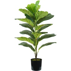 Ficus Lyrata H. 75 cm 21 Blatt