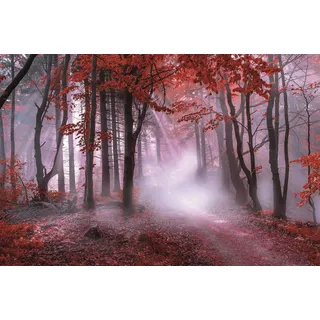 Leinwandbild BÖNNINGHOFF "Wandbild NEBEL IM ROTEN WALD 78x118 cm – Leinwandbild Keilrahmen Deko", rot (farbe bild(er): grau, weiß, rot), B:118cm H:78cm T:2cm, Canvas, MDF, Bilder, Leinwandbild, auf Keilrahmen gespannt