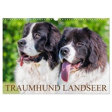 Traumhund Landseer (Wandkalender 2024 DIN A3 quer), CALVENDO Monatskalender