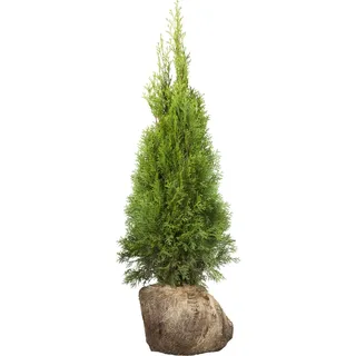 Lebensbaum Smaragd Set à 45 Stück Höhe ca. 80 - 100 cm Ballenware Thuja