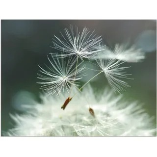 Artland Wandbild »Pusteblume Facility«, Blumen, (1 St.), als Alubild, Outdoorbild, Leinwandbild, Poster, Wandaufkleber, weiß