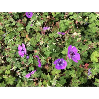 6 xGeranium hybr. 'Pink Penny' - Storchschnabel - topf 9 x 9 cm