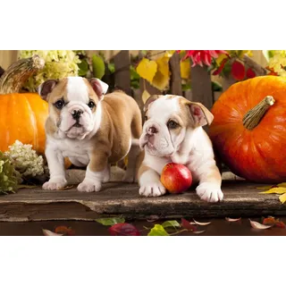 Papermoon "BULLDOG-TIERE HUND BULLDOGE HUNDE WANDDEKO WANDBILD XXL",