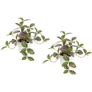 I.GE.A. Kunstpflanze »Künstliche Zimmerpflanze mini Aucuba im Topf Pflanze« Seidenblumen Hängepflanzen rankende Blattpflanze hängend Grünpflanzen, grün