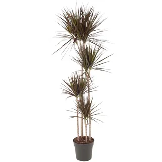Dracaena Magenta - 180 cm - Ø27
