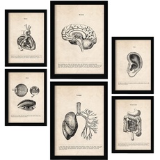 Nacnic Organe Postern. Medizinische Illustrationen im Vintage Stil von Anatomie, Körperteilen, Knochen und Muskeln. Innenarchitektur und Dekoration. A4 & A3.