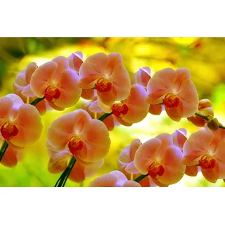 Papermoon »ORCHIDEEN-BLUME PFLANZE BLÜTE MAKRO NATUR MUSTER DEKOR«, bunt,