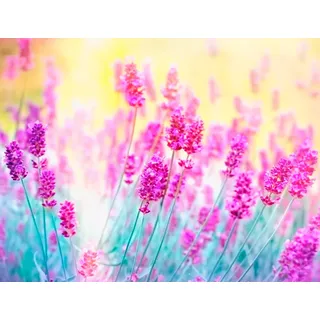 Papermoon "Lavender Flower", bunt,