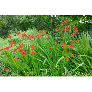 Crocosmia x crocosmiiflora 'Lucifer', Montbretie, leuchtend rot, ca. 11x11 cm Topf