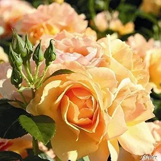 GARTEN SCHLÜTER® Rose 'Hansestadt Rostock' | Beetrose bernstein- bis apricotfarbene Blüten - Orange Rose Pflanze Winterhart Halbschattig gesundes Laub