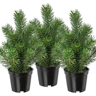 3 er Set künstlicher Tannenbaum im Topf 22 cm