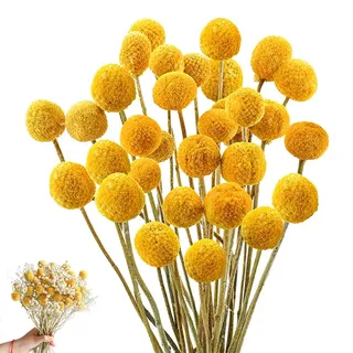 HIULLEN 43CM Billy Bälle Blumen Getrocknet, 36PCS Craspedia Globes Decor, Trockenblumen Gelb, Natur Trocken Pflanze für DIY Blumenarrangements, Hochzeit, Zuhause, Hohe Vase
