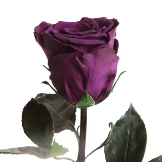 Ewige Rosen Dunkel-Violett - 30-35cm haltbare Rosen bis zu 3 Jahre - zum Verschenken und zum Dekorieren für Geschenkideen für Männer zum Geburtstag Infinity Rosen Geschenk Mann (Dunkelviolett)