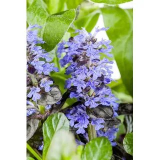 Ajuga reptans, Günsel, ca. 9x9 cm Topf, bodendeckend