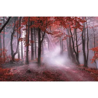 Bönninghoff Leinwandbild "Wandbild NEBEL IM ROTEN WALD 78x118 cm – Leinwandbild Keilrahmen Deko" Natur  Wald  mystischer Wald 1 Stk. tlg. auf Keilrahmen gespannt, farbe bild(er): grau, weiß, rot