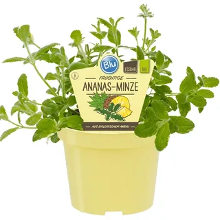 Blu Bio-Ananas-Minze Bowles Topf-Ø ca. 12 cm Mentha