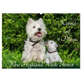 Kobold auf 4 Pfoten - West Highland White Terrier (Wandkalender 2026 DIN A2 quer), CALVENDO Monatskalender: West Highland White Terrier begleiten auf bezaubernden Fotos durch das Jahr (CALVENDO Tiere)