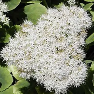 6 x Prächtiges Fettblatt Iceberg - Sedum spectabile 'Iceberg' - Topf 9cm x 9cm