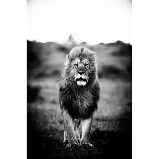 Bild , Schwarz, Weiß , Kunststoff , rechteckig , 80x120 cm , einfache und schnelle Anbringung, glänzend , Bilder & Rahmen, Bilder, Sonstige Wandbilder