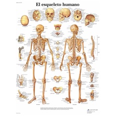 3B Scientific Gedruckt in Papier, Das menschliche Skelett, 1