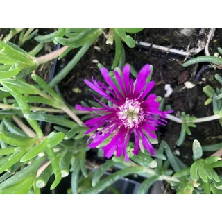 6 x Delosperma cooperi - Nachmittagsblume im 9x9 cm Topf